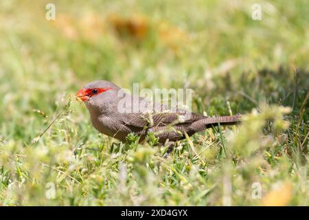 Comune Waxbill o St Helena Waxbill (Estrilda astrild) una piccola struda che foraging per semi su erba in primavera, Western Cape, Sudafrica Foto Stock