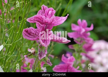 Salvia viridis rosa o salvia dipinta, in fiore. Foto Stock