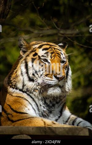 Tigre in giardino zoologico Foto Stock