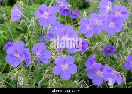 Gru al geranio resistente viola «Orion» in fiore. Foto Stock