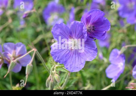 Gru al geranio resistente viola «Orion» in fiore. Foto Stock