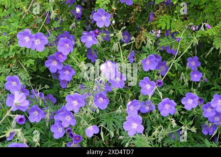 Gru al geranio resistente viola «Orion» in fiore. Foto Stock