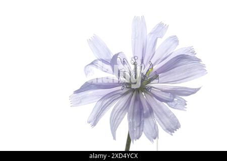 Un bellissimo fiore di cicoria isolato sul bianco Foto Stock