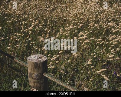 Campo della coda della lepre con recinzione della corda.corda palo in legno Foto Stock