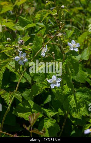 Fiore di mirtillo europeo Rubus caesius in estate. Foto Stock
