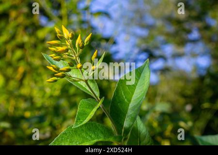 Il fiore di Lysimachia vulgaris, il parco del giardino, il parco giallo, o il parco giallo del giardino, che fiorisce in estate. Foto Stock