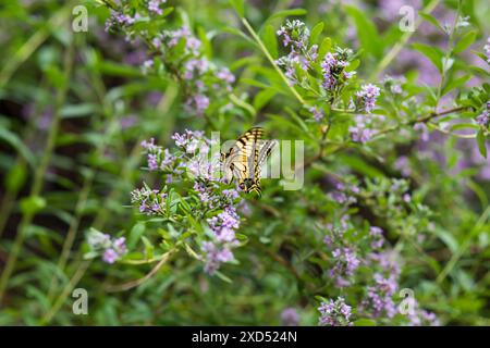 Coda di rondine Papilio, farfalla sui fiori di Buddleja alternifolia Foto Stock