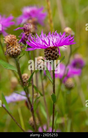 Centaurea jacea, The Brown Knapweed, noto anche come Brown-rayed Knapweed, Brownray Knapweed e Hardheads. Foto Stock