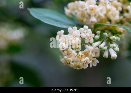 Viburnum suspensum - gruppi di piccoli fiori bianchi su un ramo, fuoco selettivo. Sfondo fiore primaverile Foto Stock