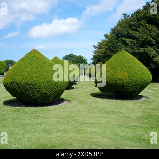 Yew Tree Topiary in un giardino formale. Foto Stock