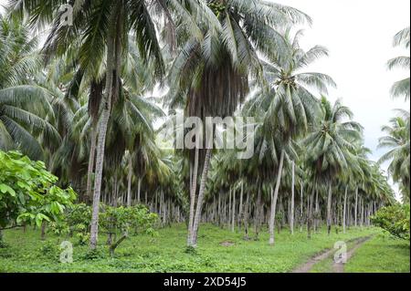 PAPUA NUOVA GUINEA, Madang, piantagione combinata di cacao e cocco per la copra, la produzione di olio di cocco, le piantagioni furono sviluppate durante il periodo coloniale tedesco / PAPUA NEUGUINEA, Madang, Kakao und Kokosnusspalmen Plantage für Erzeugung von Kokosöl, Die Plantagen stammen aus der deutschen Kolonialzeit Foto Stock