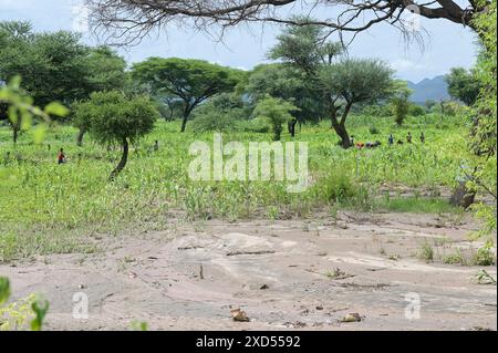 ETIOPIA, regione Sud Etiopia, Arguba, inondazioni dopo forti piogge per giorni e lungo periodo di siccità distrugge i campi con mais / ÄTHIOPIEN, Arguba, zerstörte Mais Felder nach Starkregen und langer Dürre Foto Stock