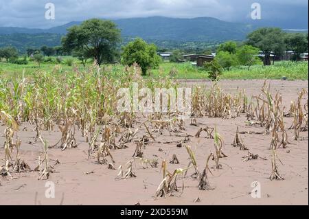 ETIOPIA, regione Sud Etiopia, Arguba, inondazioni dopo forti piogge per giorni e lungo periodo di siccità distrugge i campi con mais / ÄTHIOPIEN, Arguba, zerstörte Mais Felder nach Starkregen und langer Dürre Foto Stock