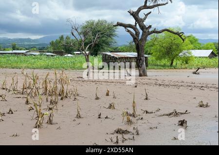 ETIOPIA, regione Sud Etiopia, Arguba, inondazioni dopo forti piogge per giorni e lungo periodo di siccità distrugge i campi con mais / ÄTHIOPIEN, Arguba, zerstörte Mais Felder nach Starkregen und langer Dürre Foto Stock