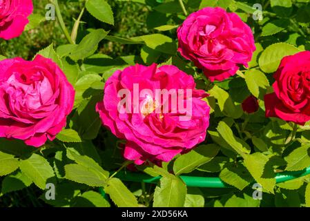 Le vivaci boccioli di rose rosa esplodono di colore e fragranza mentre i loro delicati petali si aprono per rivelare una sinfonia di bellezza ed eleganza. Entra nella p Foto Stock