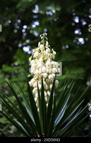 Ago e filo di Adamo (Yucca filamentosa) in fiore : (Pix Sanjiv Shukla) Foto Stock