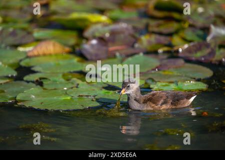 Nuoto giovanile su un laghetto e nutrizione. Gallina comune (Gallinula chloropus) nel Kent, Regno Unito. Noto anche come pollo paludoso, gallina di palude o gallina d'acqua. Foto Stock