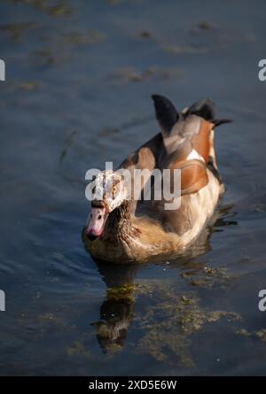 Oca egiziana che nuota in uno stagno con riflessi. Oca egiziana (Alopochen aegyptiaca), Kent, Regno Unito. Foto Stock