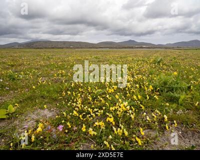 Mountain Pansy, Viola lutea sulla costa occidentale di South Uist, Ebridi esterne, Scozia, Regno Unito. Foto Stock