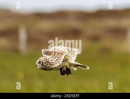 Un gufo dalle orecchie corte, Asio flammeus che trasporta un'asta su South Uist, Ebridi esterne, Scozia, Regno Unito. Foto Stock