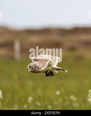 Un gufo dalle orecchie corte, Asio flammeus che trasporta un'asta su South Uist, Ebridi esterne, Scozia, Regno Unito. Foto Stock