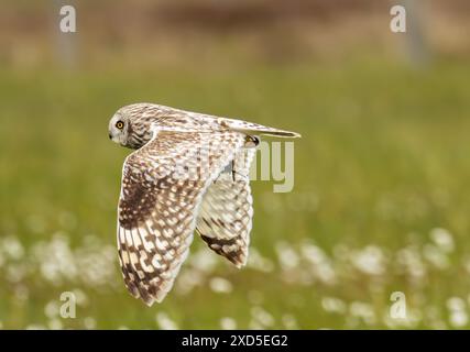 Un gufo dalle orecchie corte, Asio flammeus che trasporta un'asta su South Uist, Ebridi esterne, Scozia, Regno Unito. Foto Stock