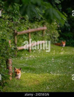 Due volpi sedute sull'erba godendosi il sole del pomeriggio. Concentrati sulla volpe in primo piano. Red Fox (Vulpes vulpes), Kent, Regno Unito. Foto Stock