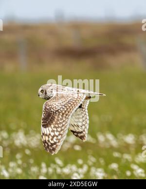 Un gufo dalle orecchie corte, Asio flammeus che trasporta un'asta su South Uist, Ebridi esterne, Scozia, Regno Unito. Foto Stock