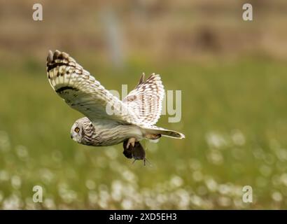 Un gufo dalle orecchie corte, Asio flammeus che trasporta un'asta su South Uist, Ebridi esterne, Scozia, Regno Unito. Foto Stock