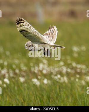 Un gufo dalle orecchie corte, Asio flammeus che trasporta un'asta su South Uist, Ebridi esterne, Scozia, Regno Unito. Foto Stock