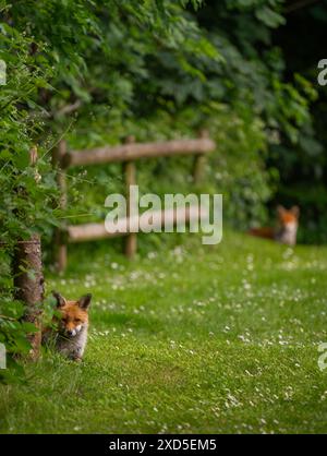 Due volpi sedute sull'erba godendosi il sole del pomeriggio. Concentrati sulla volpe in primo piano. Red Fox (Vulpes vulpes), Kent, Regno Unito. Foto Stock