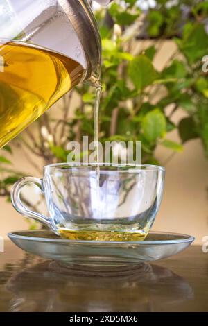 Versare tè verde biologico in una tazza di tè trasparente in montagna con sfondo verde Foto Stock