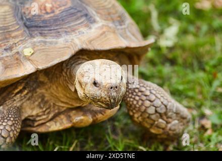 Una grande tartaruga marrone cammina per terra Foto Stock