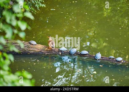 Un gruppo di piccole tartarughe e un'anatra seduti su un ramo di fila, su un lago Foto Stock