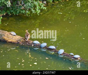 Un gruppo di piccole tartarughe e un'anatra seduti su un ramo di fila, su un lago Foto Stock