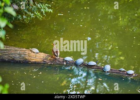 Un gruppo di piccole tartarughe e un'anatra seduti su un ramo di fila, su un lago Foto Stock