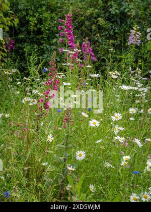 Foxgloves e margherite Ox Eye che crescono in un prato estivo. Foto Stock