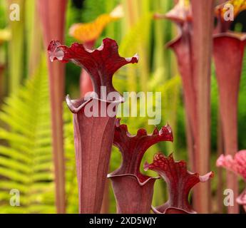 I fiori rossi scuri della Sarracenia Catesbaei, comunemente chiamata la pianta di lanciatore visto con fronde di felce sullo sfondo. Foto Stock
