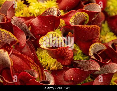 Fiori rossi di Sarracenia Purpurea, comunemente nota come la pianta di lanciatore che cresce tra il muschio. Foto Stock