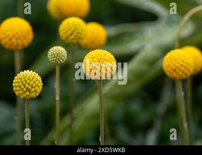 Fiori sferici gialli di Craspedia globosa, comunemente noti come Billy Buttons o bastoncini visti crescere in un giardino del Regno Unito Foto Stock