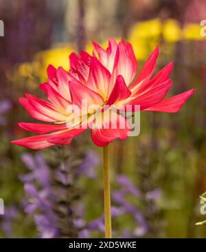 Bicolore Dahlia maggiore Rose con i suoi petali bianchi tinto di rosa scuro che cresce nel giardino del Regno Unito. Foto Stock