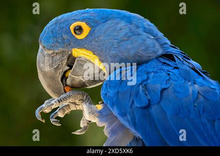 Ritratto di primo piano di un uccello di Macao blu Foto Stock