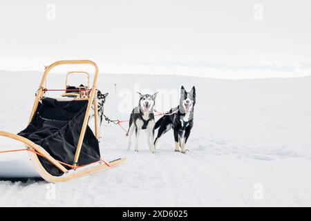 Due cani da slitta che fanno una pausa mentre fanno slittino sulla neve, nel paesaggio invernale, nell'Hetta finlandese, nel paesaggio innevato all'aperto, con husky, inverno bianco, viaggio avventuroso Foto Stock