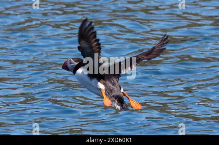 SKOMER ISLAND, REGNO UNITO - 20 GIUGNO: Atlantic Puffin (arctica) su Skomer Island , National Nature Reserve in Pembrokeshire, Galles 18 giugno 2024 l'isola che ha la più grande colonia di Puffin nel sud della Gran Bretagna ospita oltre 10.000 Puffin, che vengono da aprile a fine luglio per riprodursi. La piccola isola, al largo della costa sud-occidentale del Galles e gestita dal Wildlife Trust of South and West Wales, è uno dei più importanti e accessibili siti di riproduzione di uccelli marini in Europa ed è diventata una Mecca per gli amanti della fauna selvatica e degli uccelli. Oltre ai Puffins, l'isola ospita anche un grande parco Foto Stock