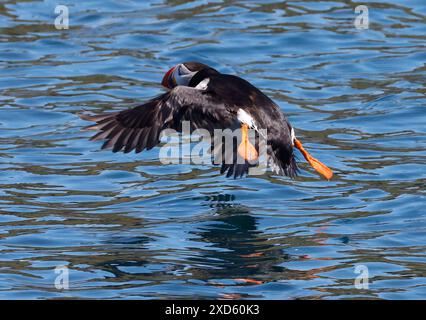 SKOMER ISLAND, REGNO UNITO - 20 GIUGNO: Atlantic Puffin (arctica) su Skomer Island , National Nature Reserve in Pembrokeshire, Galles 18 giugno 2024 l'isola che ha la più grande colonia di Puffin nel sud della Gran Bretagna ospita oltre 10.000 Puffin, che vengono da aprile a fine luglio per riprodursi. La piccola isola, al largo della costa sud-occidentale del Galles e gestita dal Wildlife Trust of South and West Wales, è uno dei più importanti e accessibili siti di riproduzione di uccelli marini in Europa ed è diventata una Mecca per gli amanti della fauna selvatica e degli uccelli. Oltre ai Puffins, l'isola ospita anche un grande parco Foto Stock