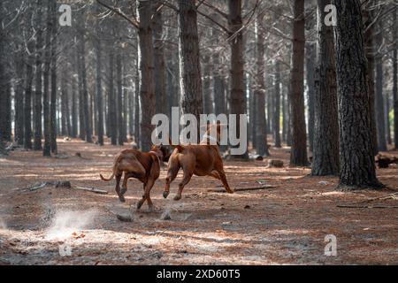 Due cani che inseguono una palla nel bosco con alberi sullo sfondo. Foto Stock