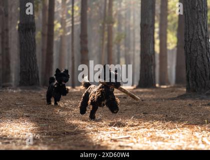 Due terrier neri delle Highland occidentali che corrono giocosamente in una foresta con alberi e un tronco Foto Stock