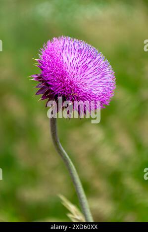 Fiore di Cardo di Muschio in fiore nella prateria verde. Foto Stock