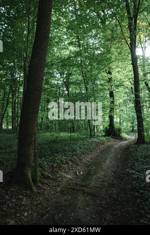 strada di terra attraverso la foresta decidua buia della zona temperata Foto Stock