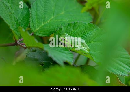 Rana arborea europea (Hyla arborea / Rana arborea) che prende il sole su foglie di cespuglio bramble in primavera / estate mostrando un colore mimetico verde Foto Stock